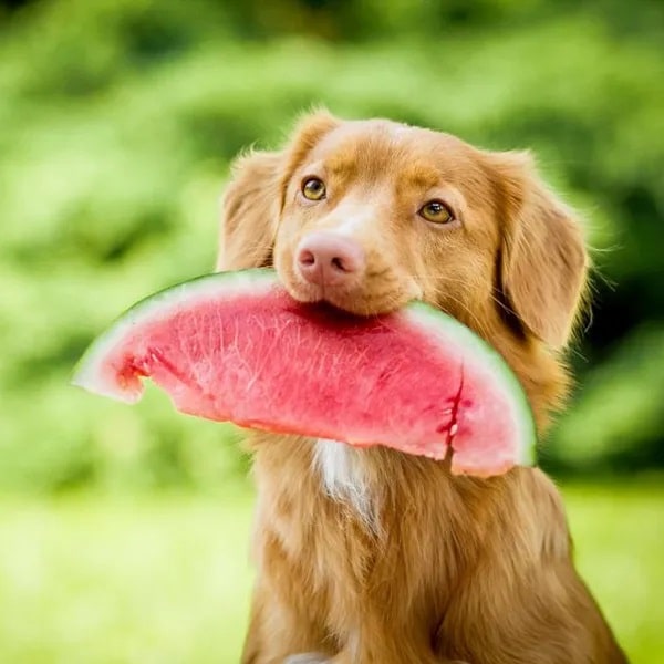 Image of a brown dog with a watermelon in its mouth