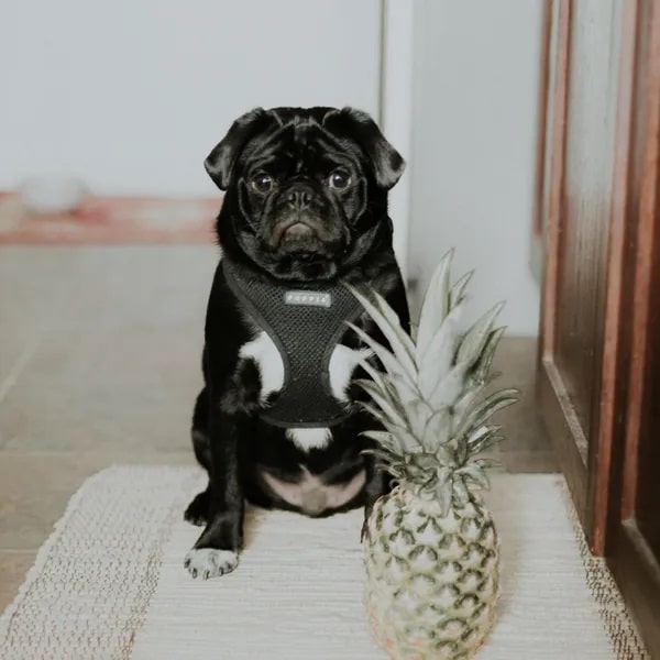 Image of a pug sitting next to a pineapple