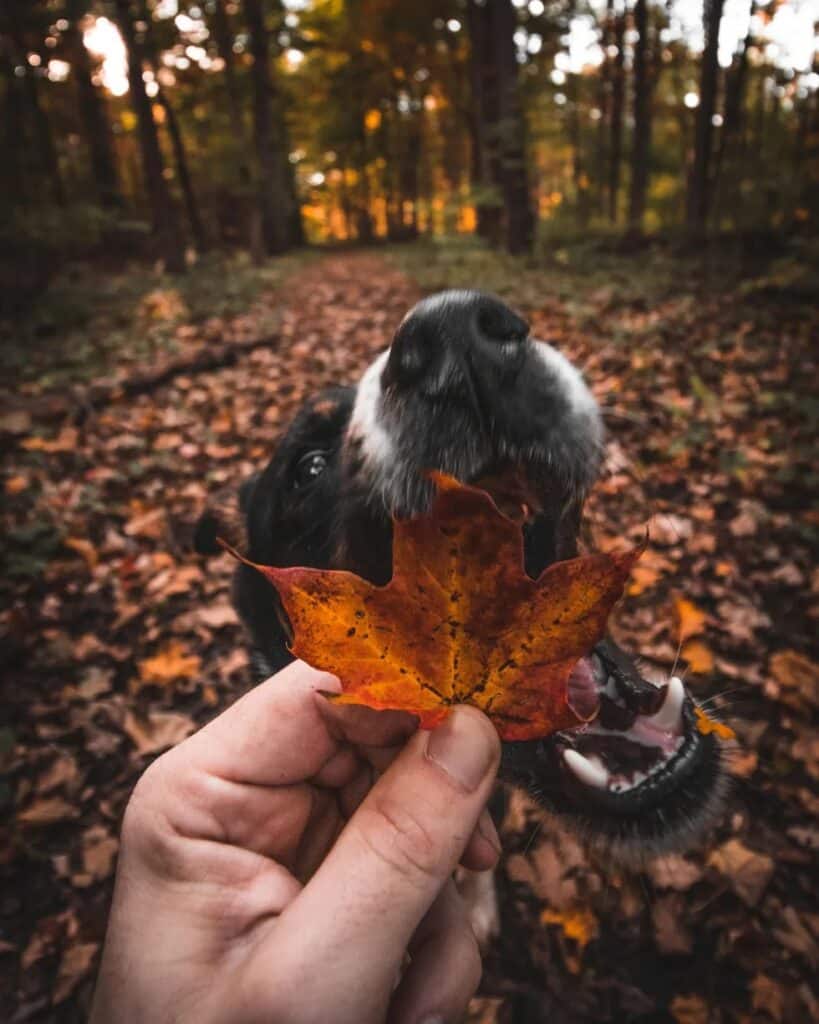 image of dog about to chew on a leaf