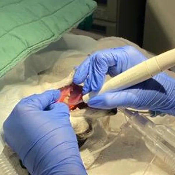 Image of dog under anesthesia for a deep clean