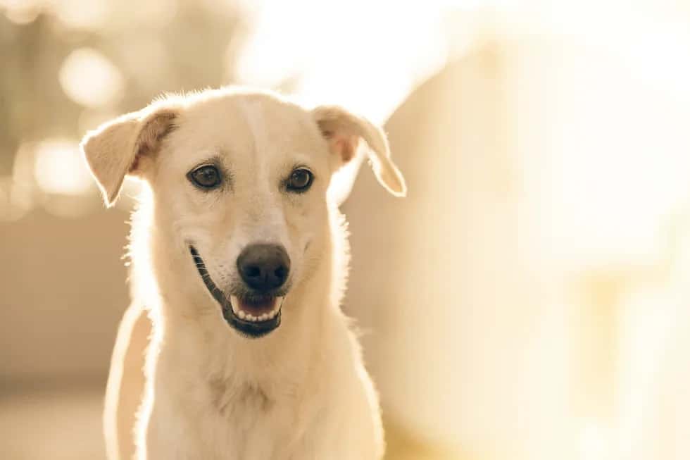 Image of white dog smiling