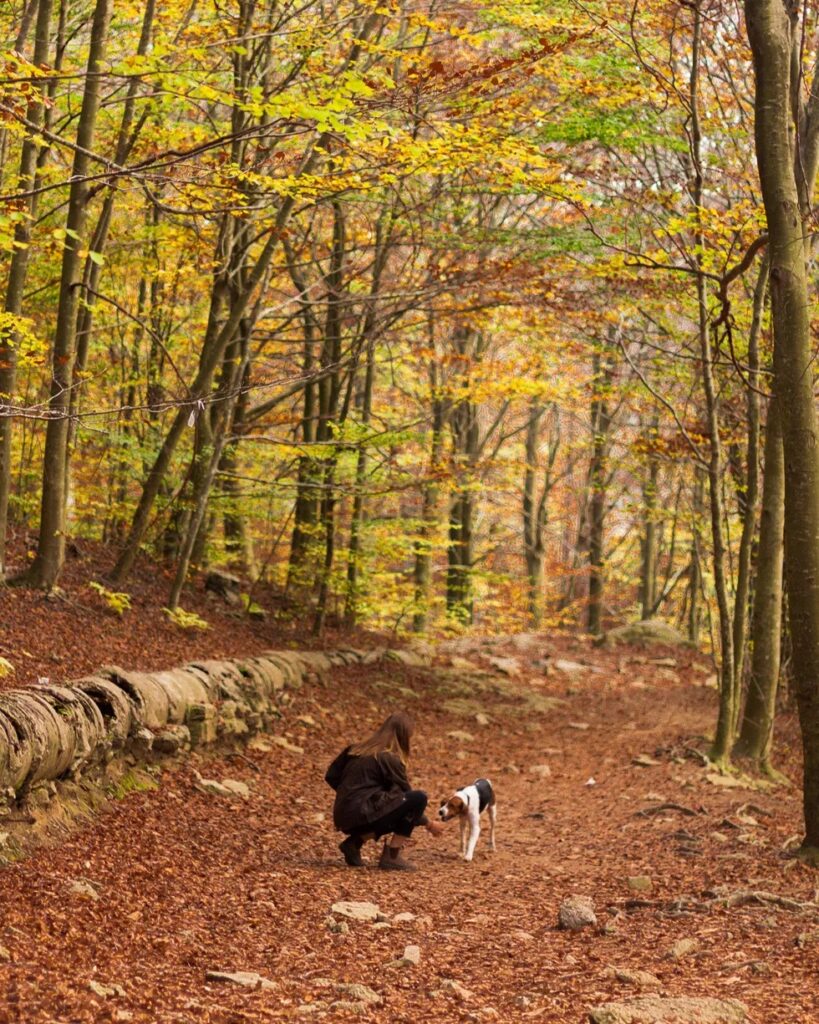 Woman kneeling and reaching out her hand to a brown and white dog