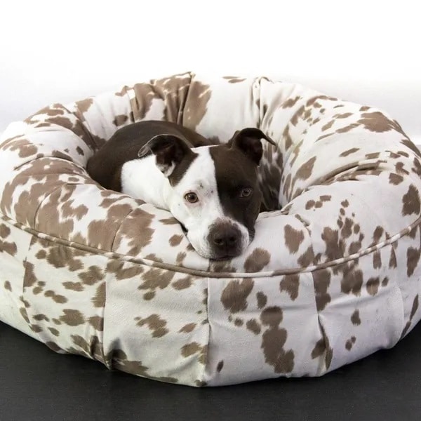 Brown and white dog lying on donut shaped dog bed