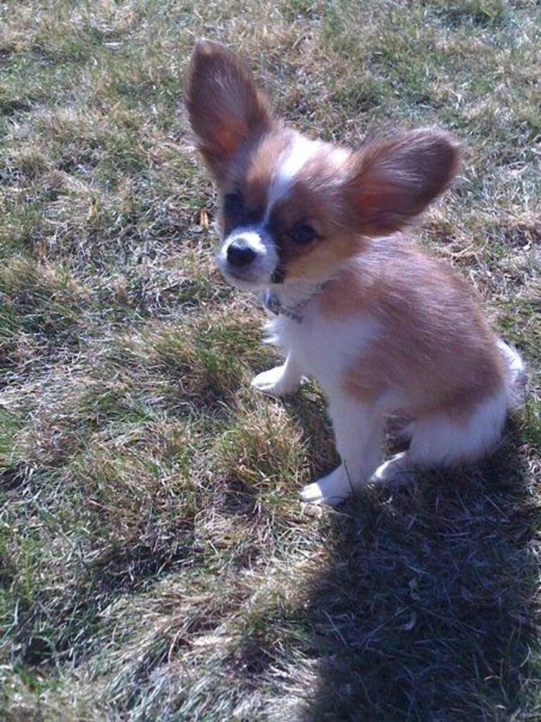 Image of Henry the Papillon, sitting in the grass and looking up at the camera