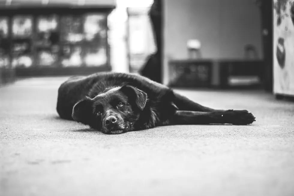 A black dog lying down on carpteting