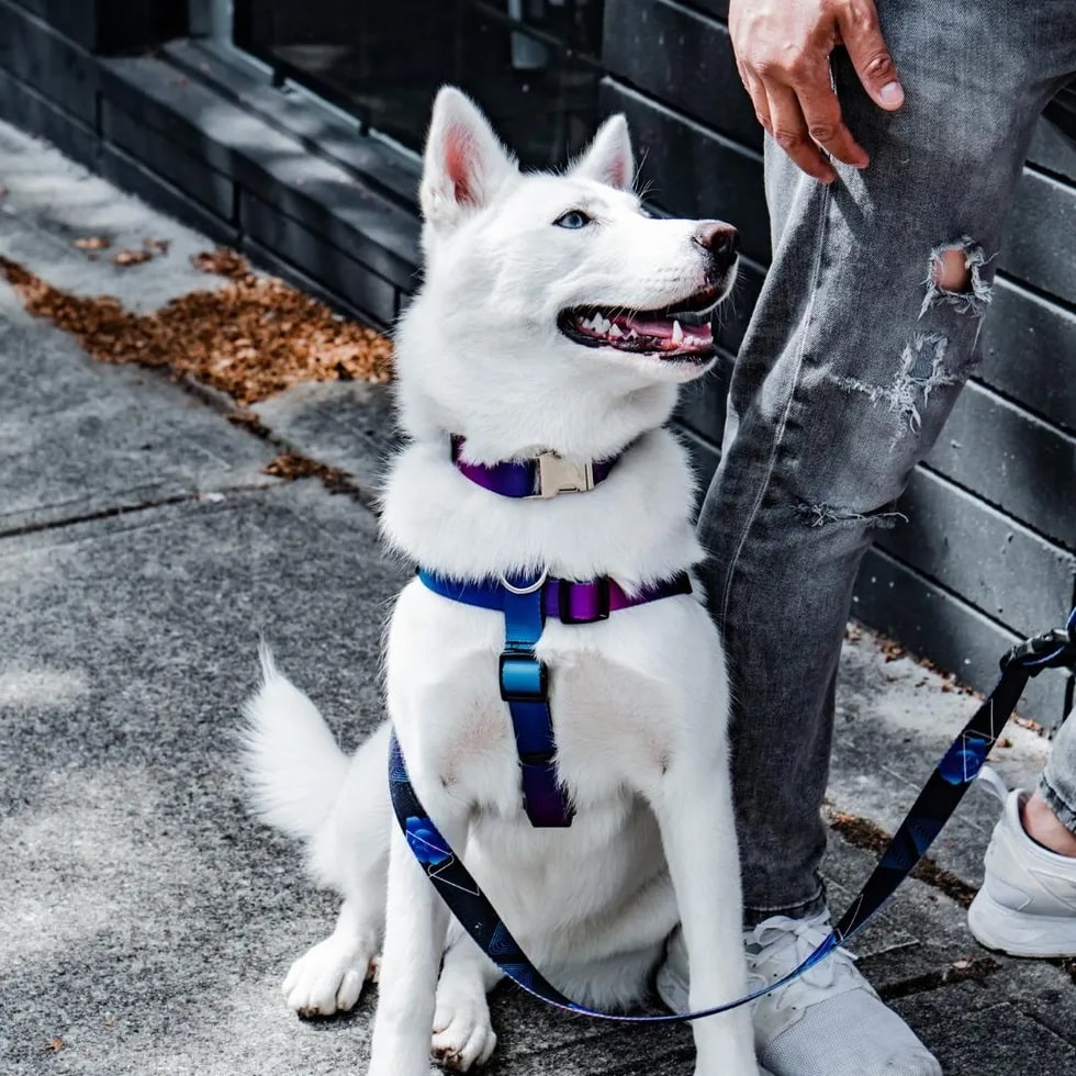 Dog Leash