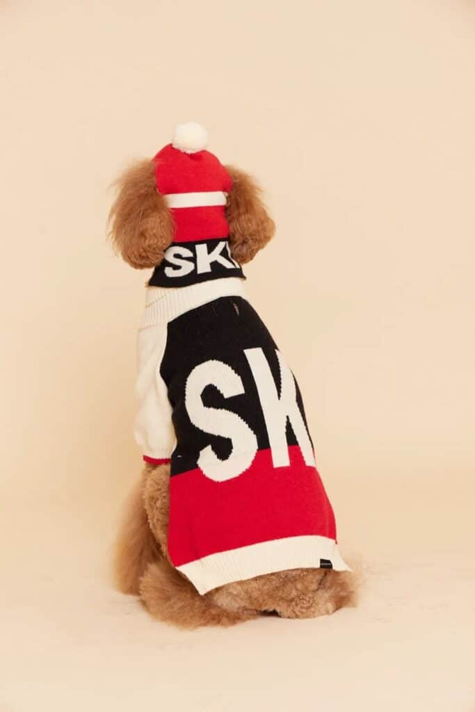 Dog Ski Jumper