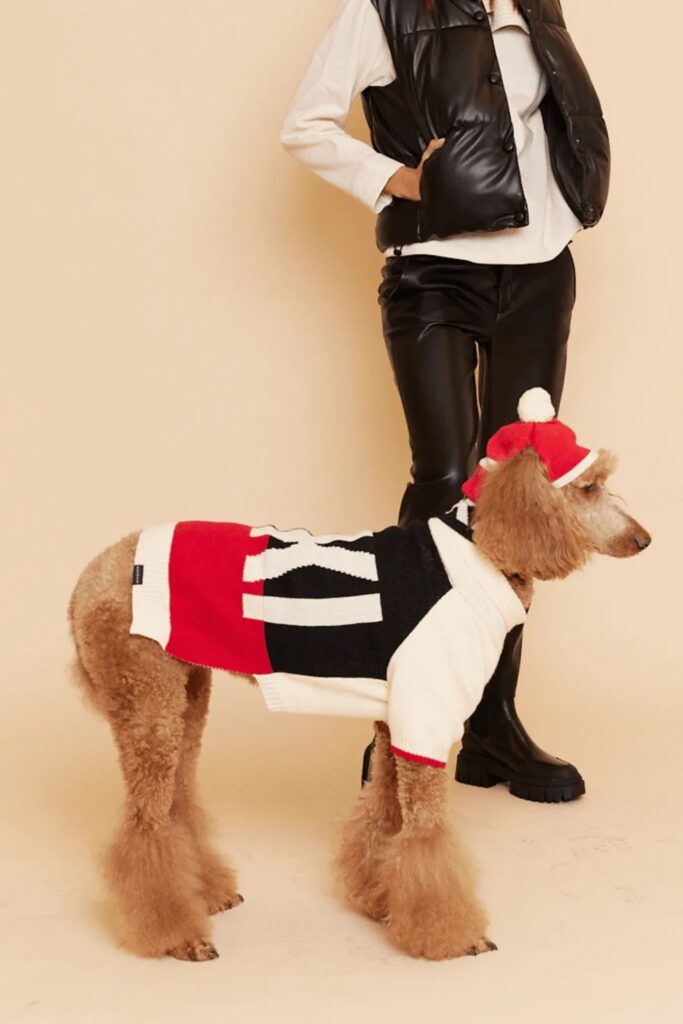 Dog Ski Jumper