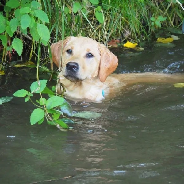 A yellow Labrador Retriever swimming in a Wisconsin River