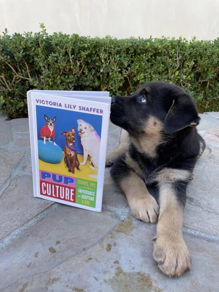 Book jacket of Victoria's new book, Pup Culture, with a brown and black puppy, possibly a German Shepherd, sitting beside it