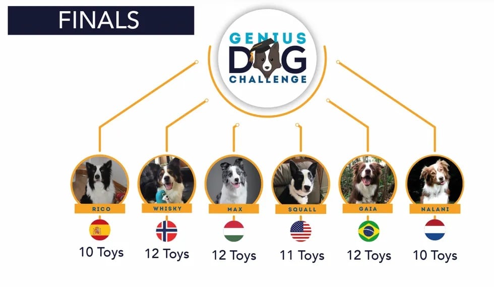 Genius Dog Challenge finalists