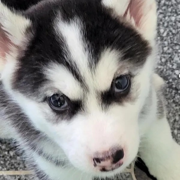 Image of a black and white husky puppy, looking at camera