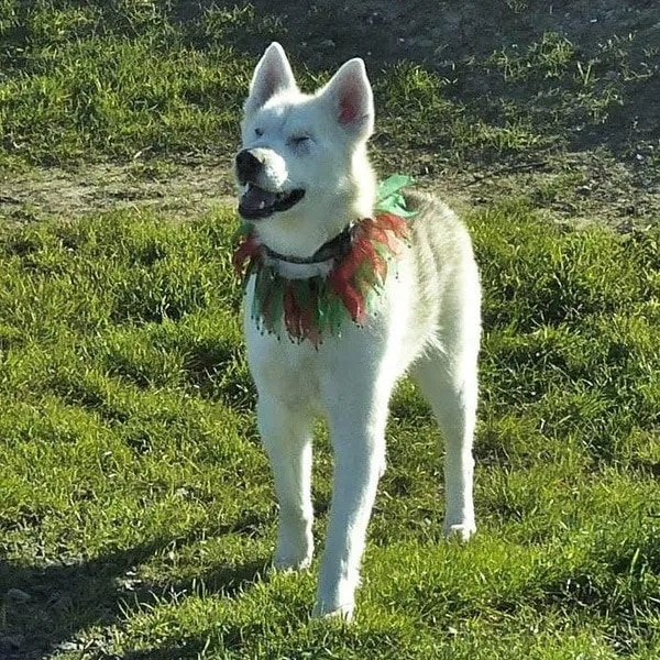 Image of Skky, de Rita's blind, white husky, who was the beginning of her love affair with blind dogs