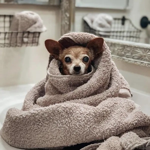 Lucy after a bath - Love, Dog