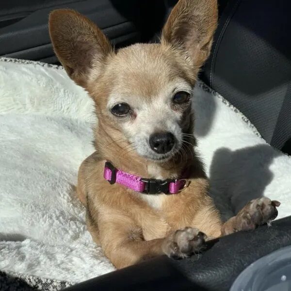 Lucy sunbathing - Love, Dog