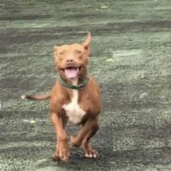 Magikoopa running towards you - Love, Dog