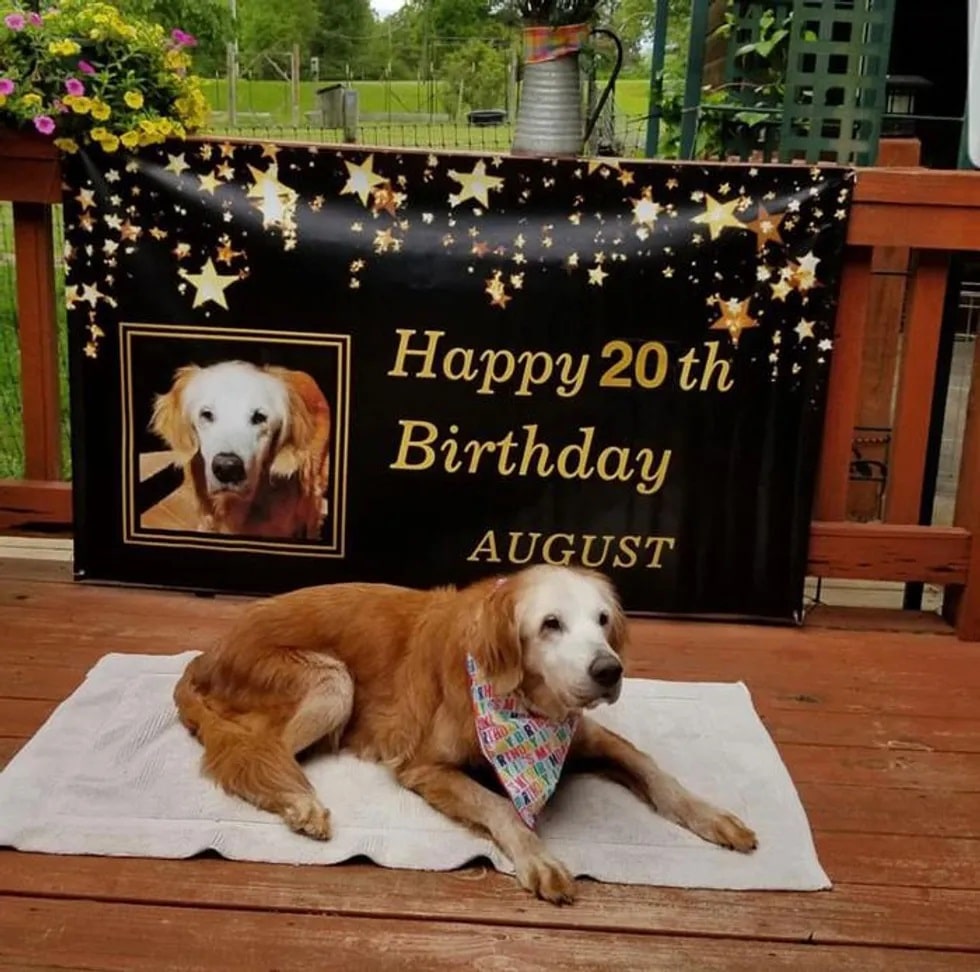 Oldest Golden Retriever