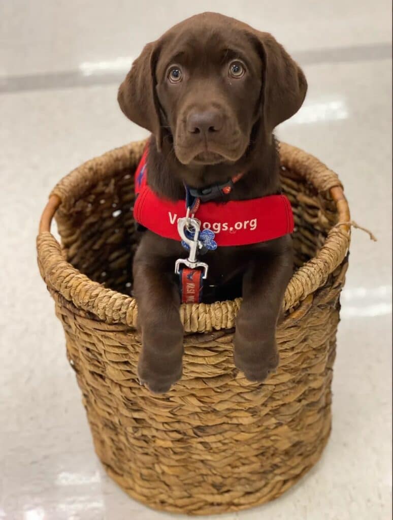 Chocolate Lab puppy
