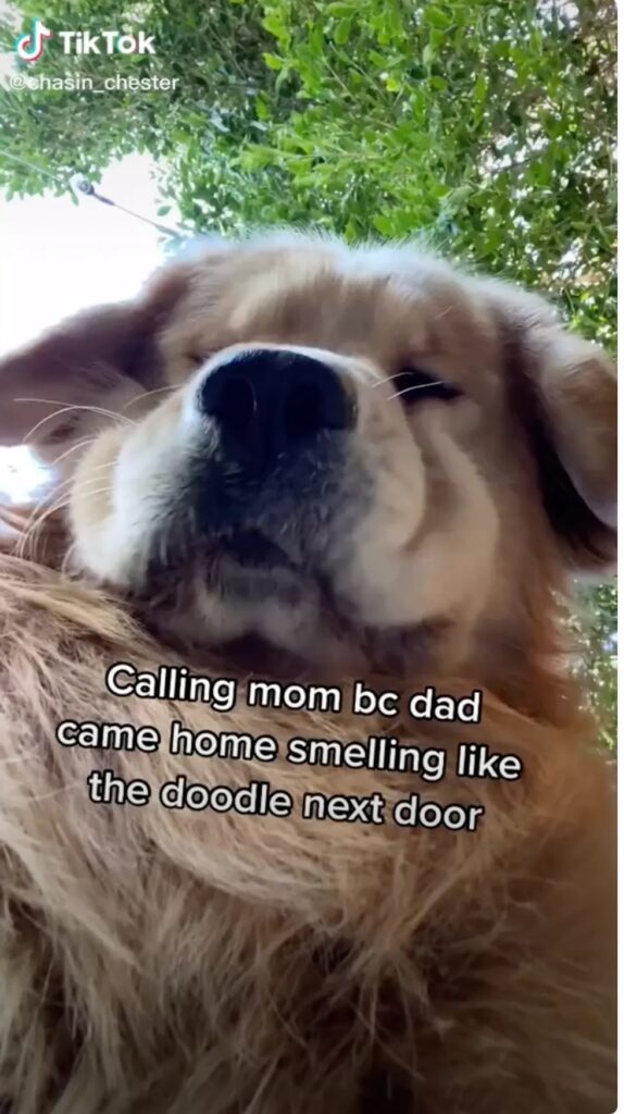 Golden Retriever on Facetime