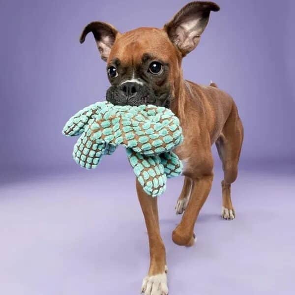 Grayce carrying her plush turtle toy here - Love, Dog