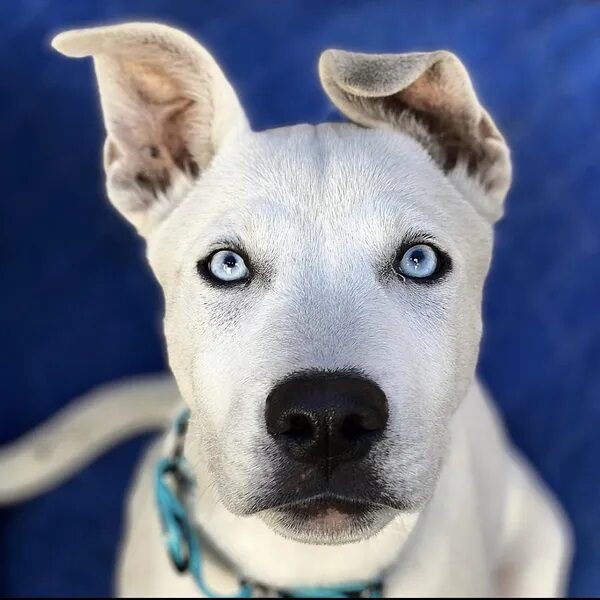 Okami looking at you with his blue eyes - Love, Dog