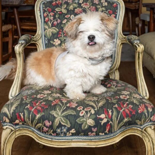 Rocky sitting in a chair with floral fabric - Love, Dog