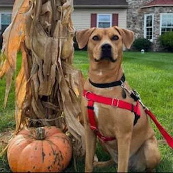 Sabrina posing next to a pumpkin - Love, Dog