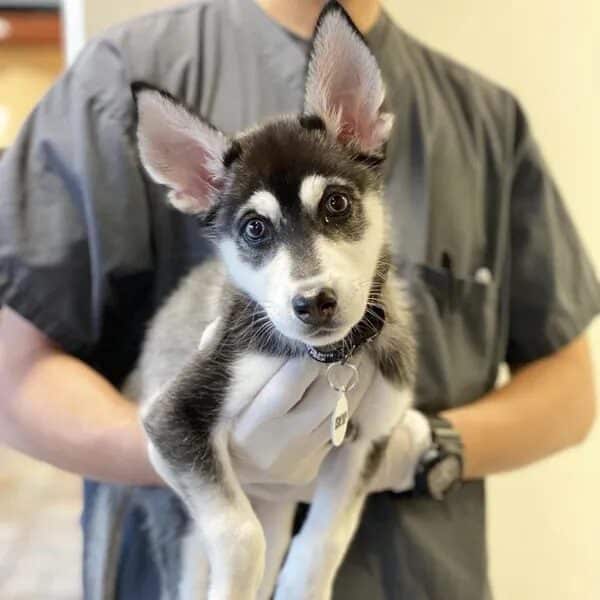 Zoey being held by a vet - Love, Dog